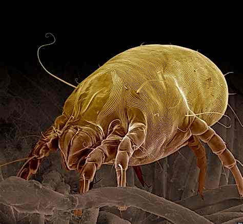 An image of a flea on a black background.