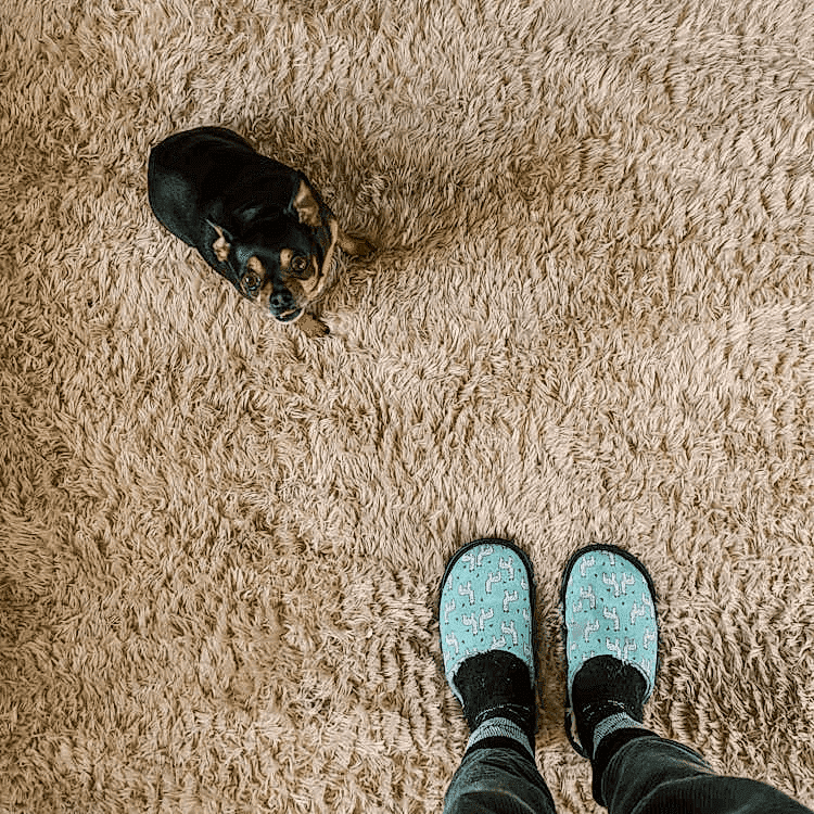 A dog sitting on a carpet